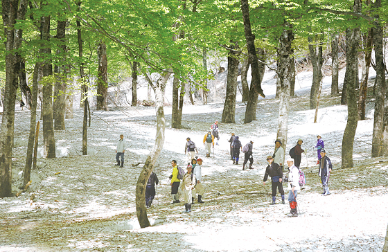 残雪とブナ林トレッキング