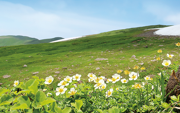 月山賞花健行