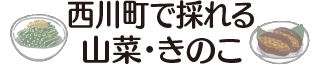 西川町で採れる山菜・きのこ